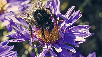 Bild: Biene auf violetter Blume