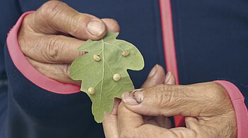 Bild: Dozentin zeigt Blattunterseite