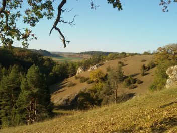 Blick in die grüne Natur im Spätsommer