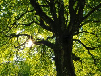 Großer grüner Baum im Wald