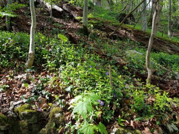 Blühwiese im Wald