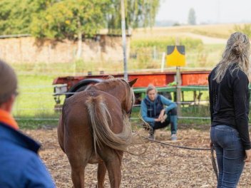 Ein Pferd und Personen auf einem Feld