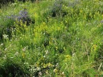 Gr&uuml;nes Gras mit lila Blumen