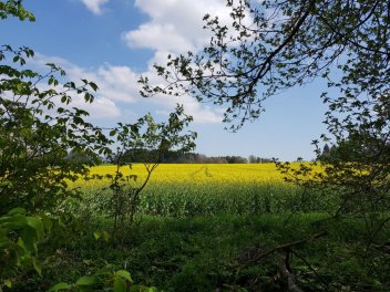 Gelbe Blumenwiese im Sommer