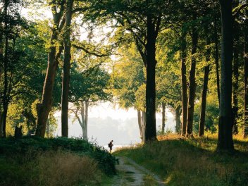 Waldweg mit Mensch
